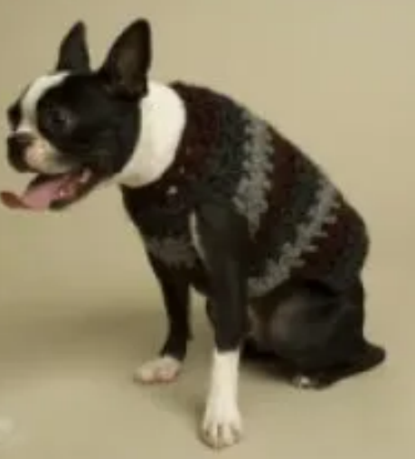 Stylish Dog Sweater Crochet Patterns